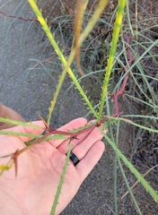 Parkinsonia aculeata