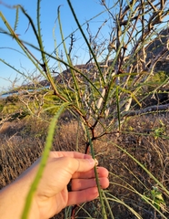 Parkinsonia aculeata