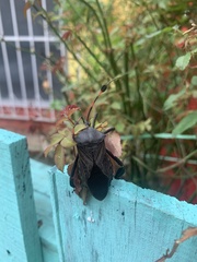 Pachylis acutangulus