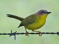 Basileuterus delattrii
