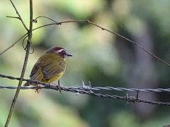 Basileuterus delattrii