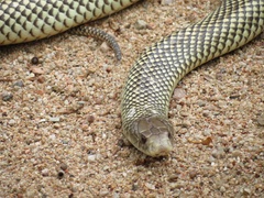 Pseudechis australis