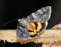 Catocala diversa