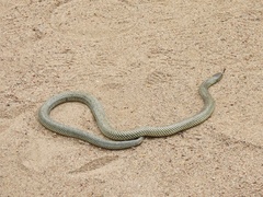 Pseudechis australis