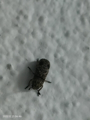 Ozotomerus