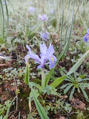 Iris planifolia