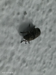 Ozotomerus