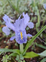 Iris planifolia