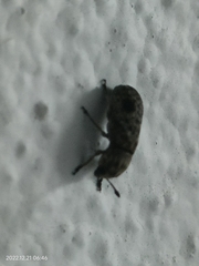 Ozotomerus