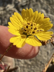 Deinandra paniculata