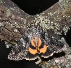 Catocala diversa