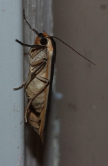 Palaeosia bicosta