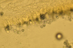 Fayodia bisphaerigera