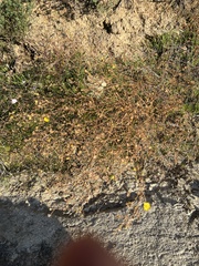 Deinandra paniculata