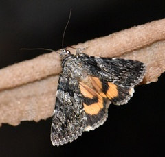 Catocala diversa