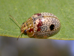 Paropsisterna minerva
