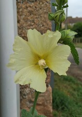 Alcea