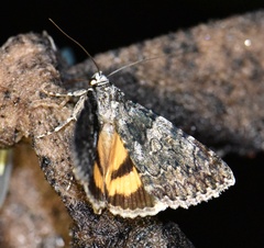 Catocala diversa