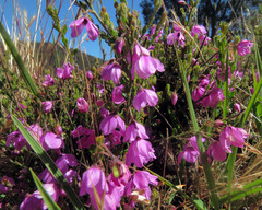 Tetratheca labillardierei