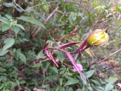 Phragmipedium longifolium