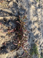 Camissonia strigulosa
