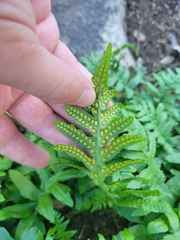 Polypodium
