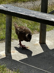 Gallirallus australis