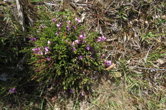Tetratheca labillardierei