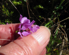 Tetratheca labillardierei