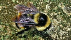 Bombus brasiliensis