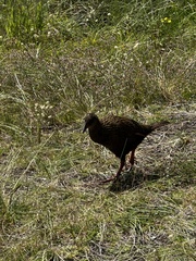 Gallirallus australis