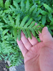 Polypodium