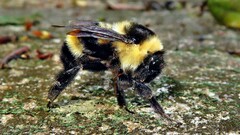 Bombus brasiliensis