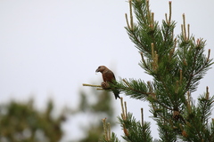 Loxia pytyopsittacus