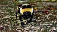Bombus brasiliensis