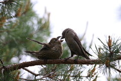 Loxia pytyopsittacus
