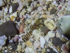 Alpheidae