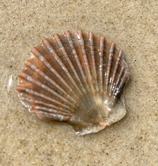 Pecten fumatus