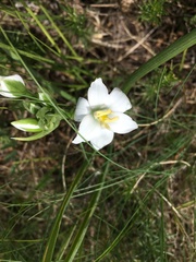 Ornithogalum umbellatum