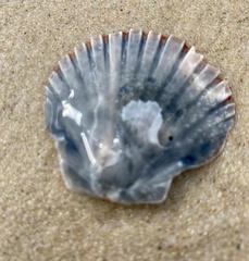 Pecten fumatus