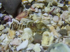 Alpheidae