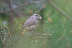 Loxia pytyopsittacus