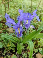 Iris planifolia