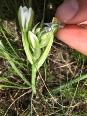 Ornithogalum umbellatum