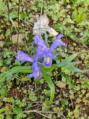 Iris planifolia