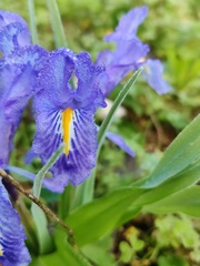 Iris planifolia