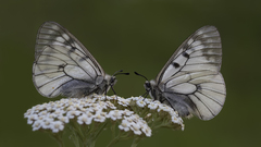 Parnassius mnemosyne