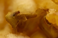 Drosophila melanogaster