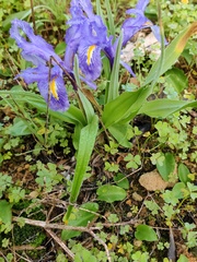 Iris planifolia