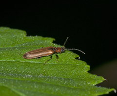 Denticollis linearis